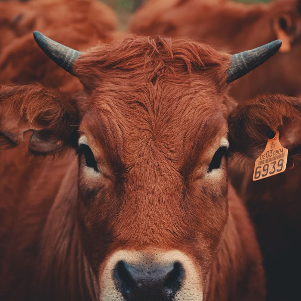 Carne di manzo a Km zero — Antica Fattoria Paesano