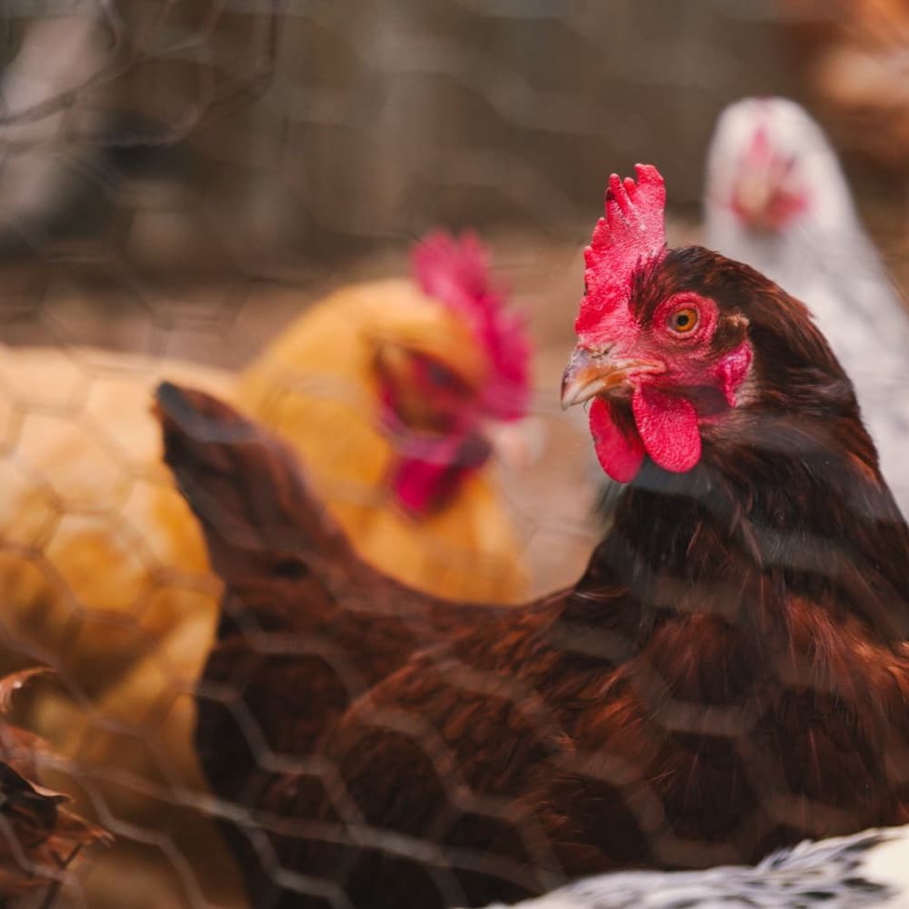 Carne di pollo a Km zero — Antica Fattoria Paesano